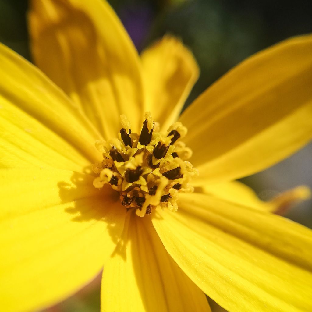 Coreopsis palmata