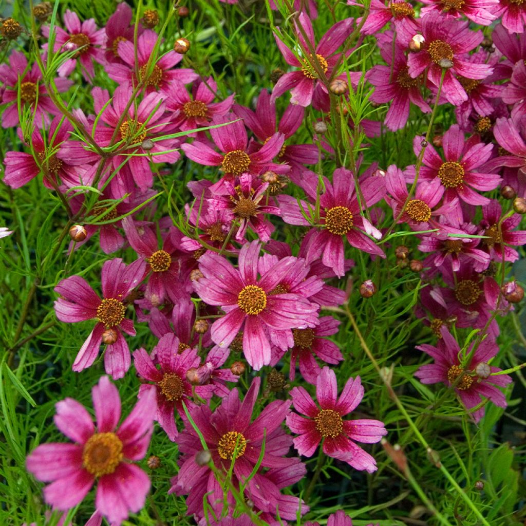 Coreopsis rosea Heaven's Gate