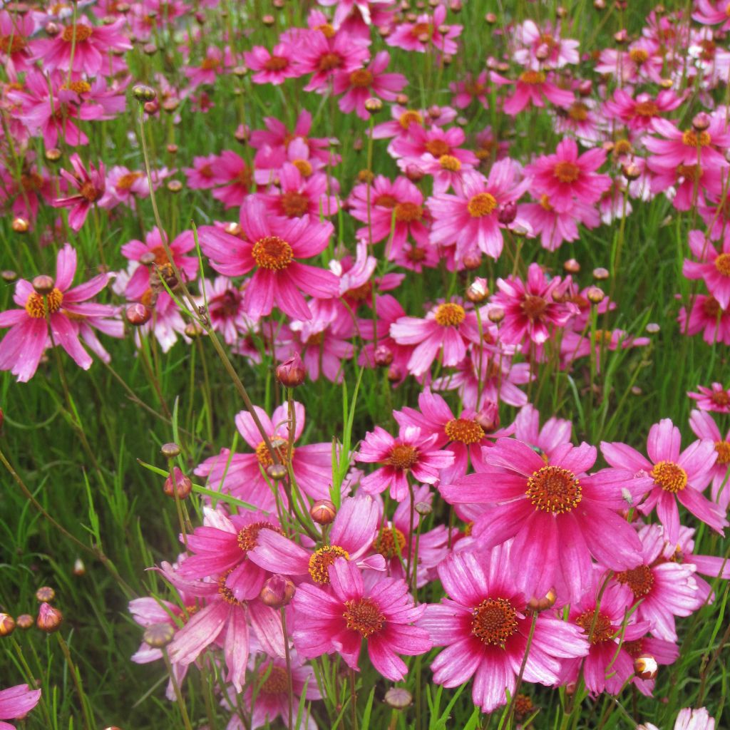 Coreopsis rosea Heaven's Gate - Coréopsis rose