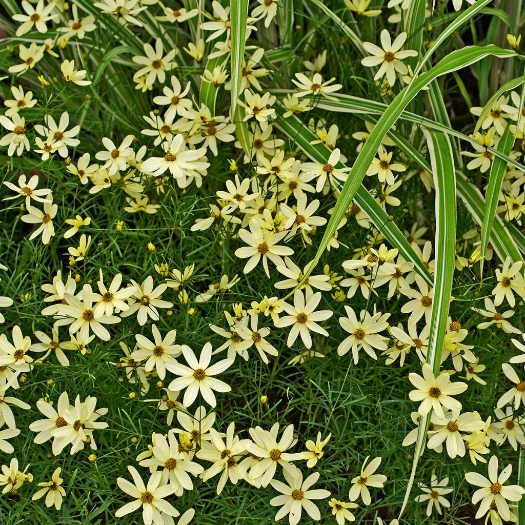 Coreopsis verticillata Moonbeam (Clair de Lune) - Coréopsis verticillé