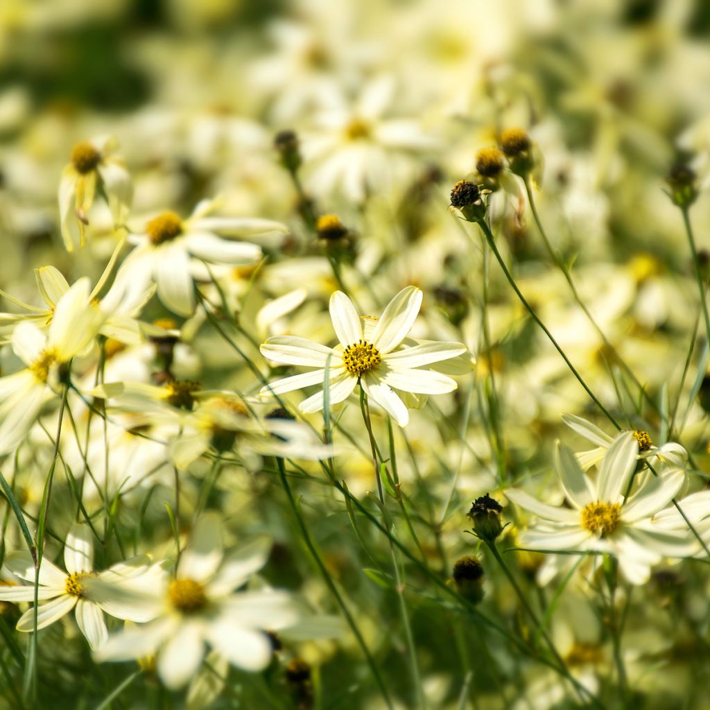 Coreopsis verticillata Moonbeam (Clair de Lune) - Coréopsis verticillé