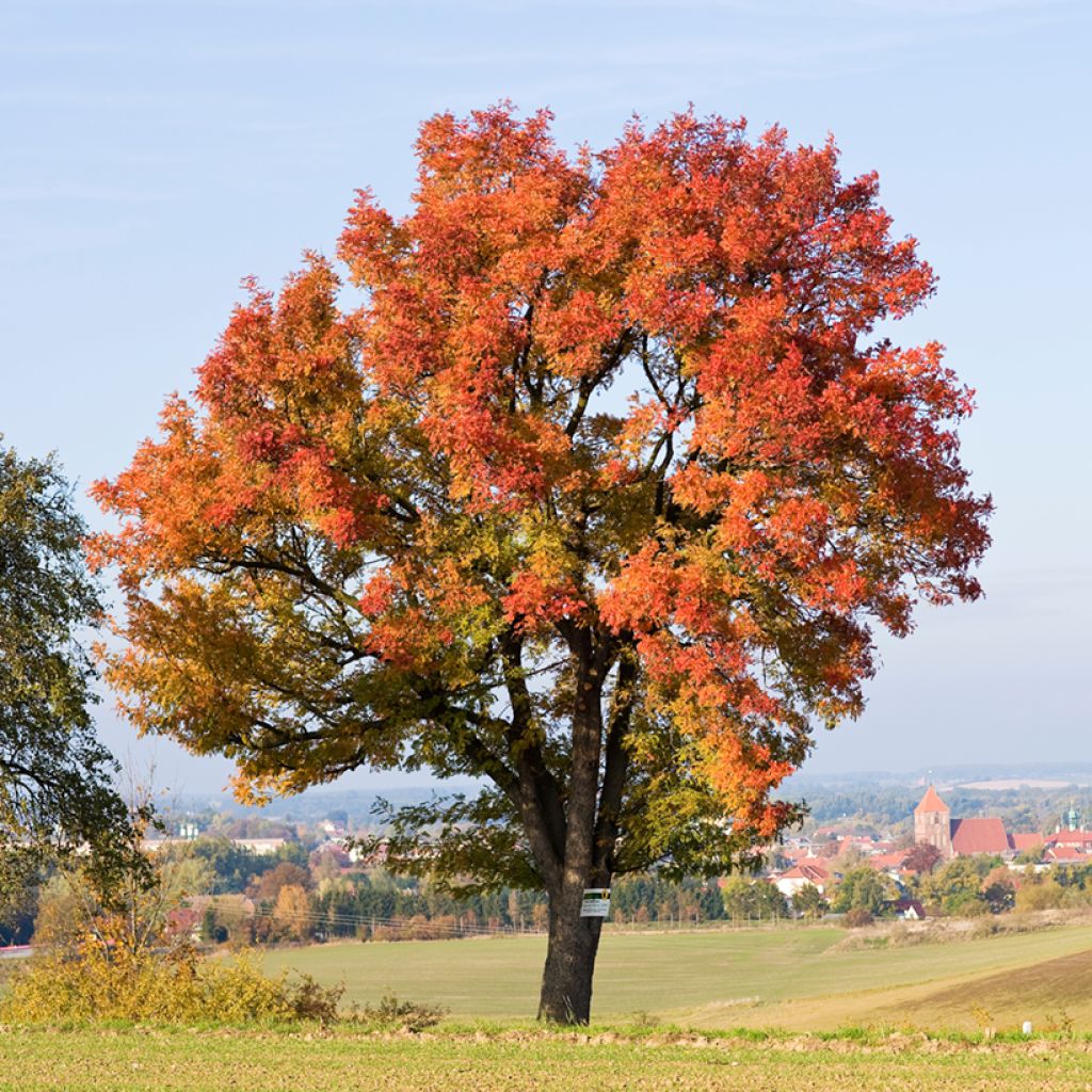 Cormier, Sorbier domestique - Sorbus domestica