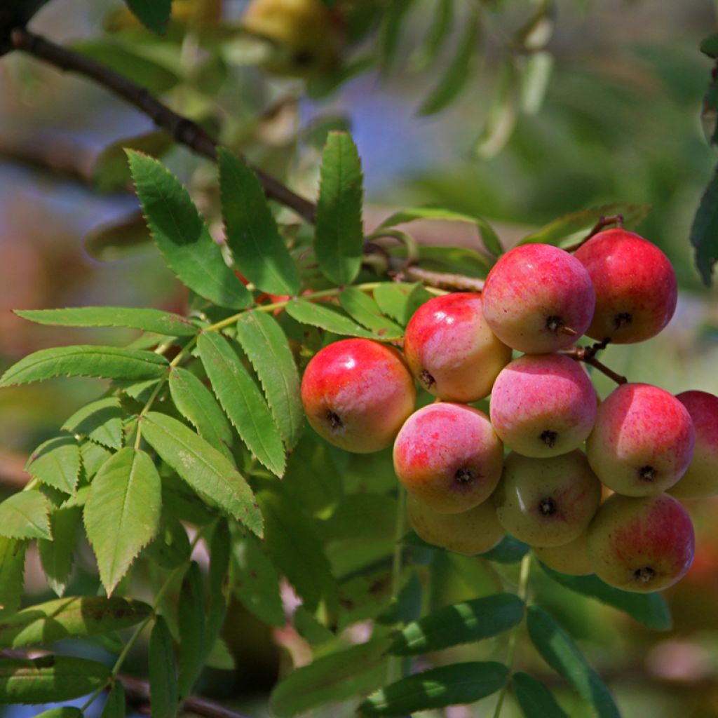 Cormier, Sorbier domestique - Sorbus domestica