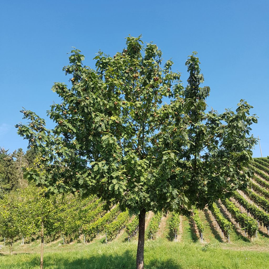 Cormier, Sorbier domestique - Sorbus domestica