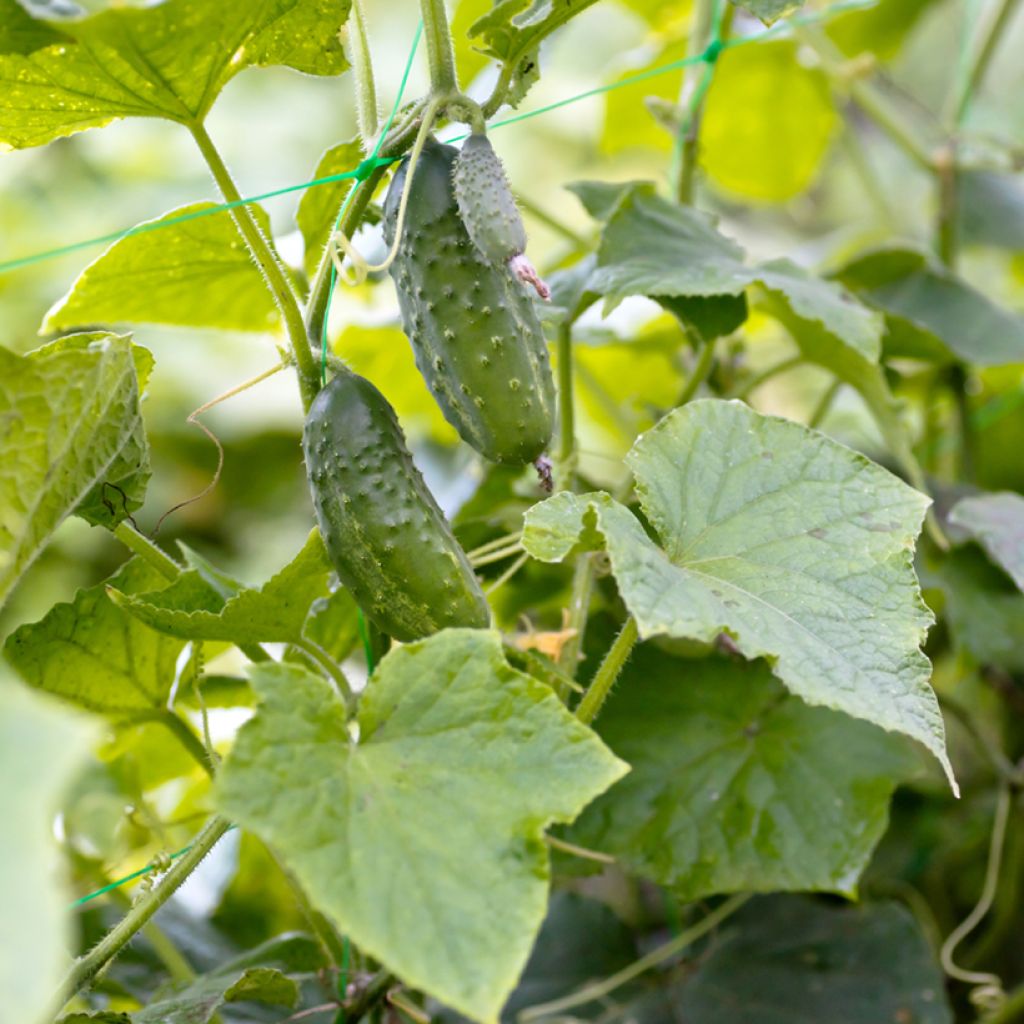 Cornichon Vert Petit de Paris BIO