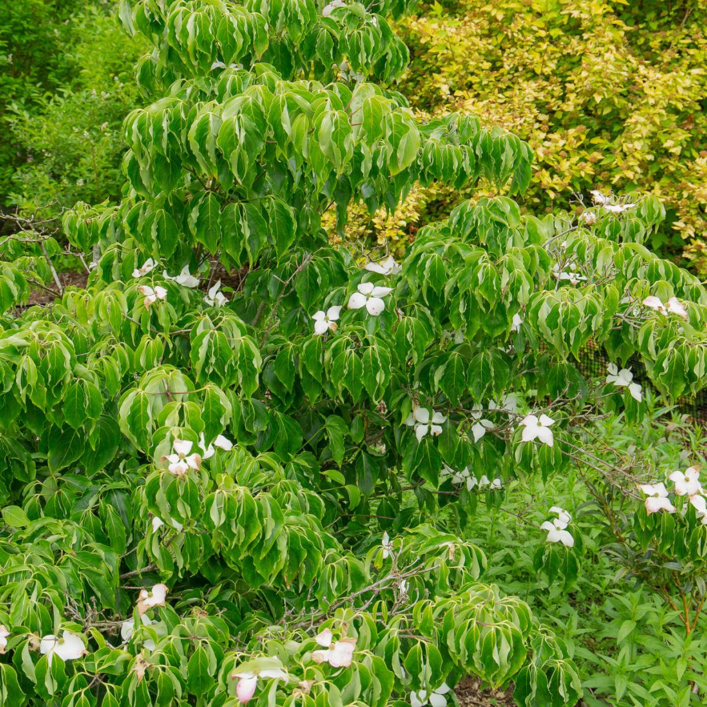 Cornus Kousa Milky Way- Cornouiller du Japon blanc