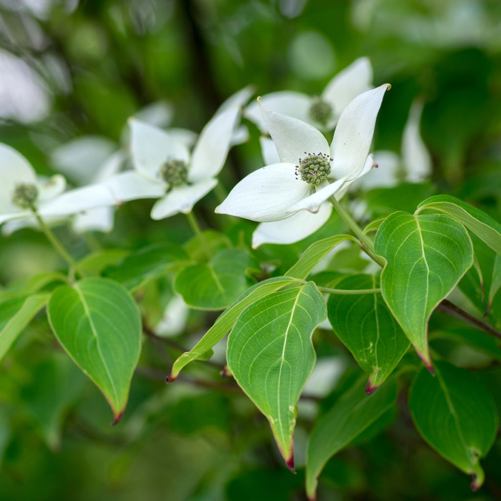 Cornus Kousa Milky Way- Cornouiller du Japon blanc