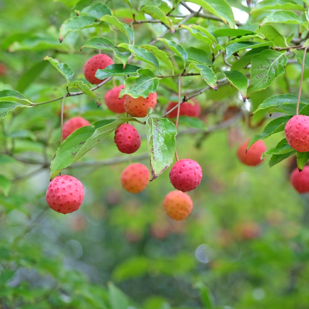 Cornus Norman Hadden - Cornouiller à fleurs