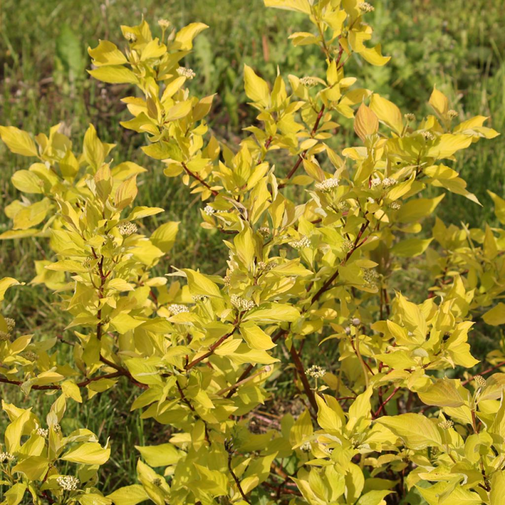 Cornus alba Aurea - Cornouiller blanc
