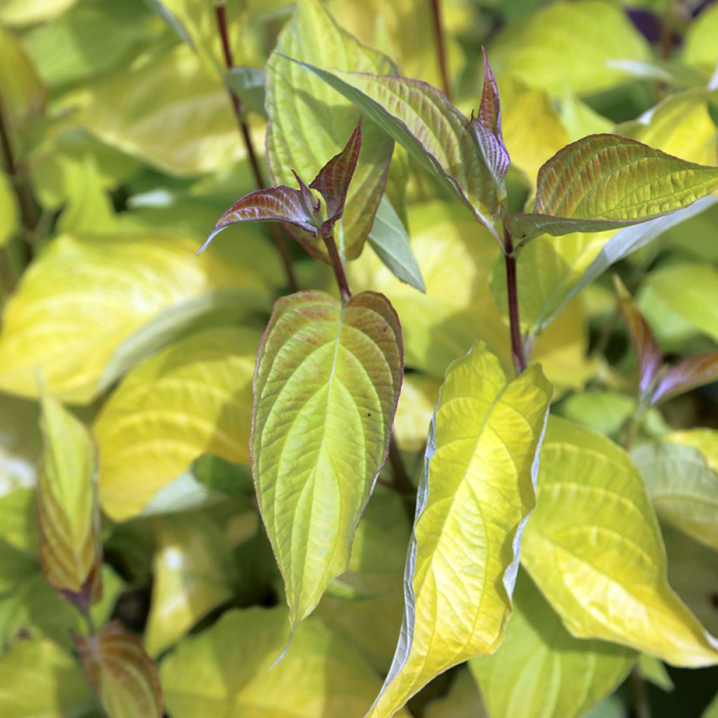 Cornus alba Aurea - Cornouiller blanc