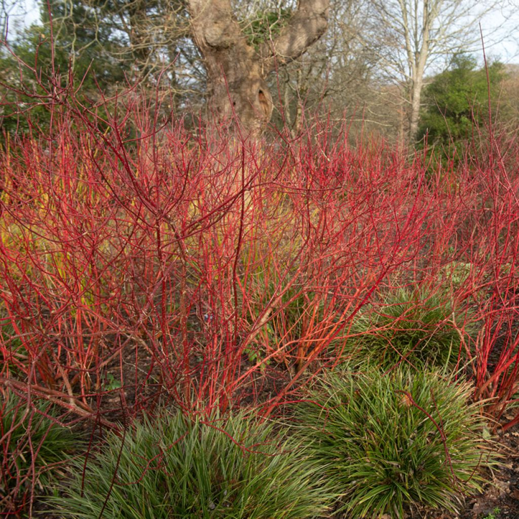 Cornus alba Baton Rouge - Cornouiller blanc à bois rouge