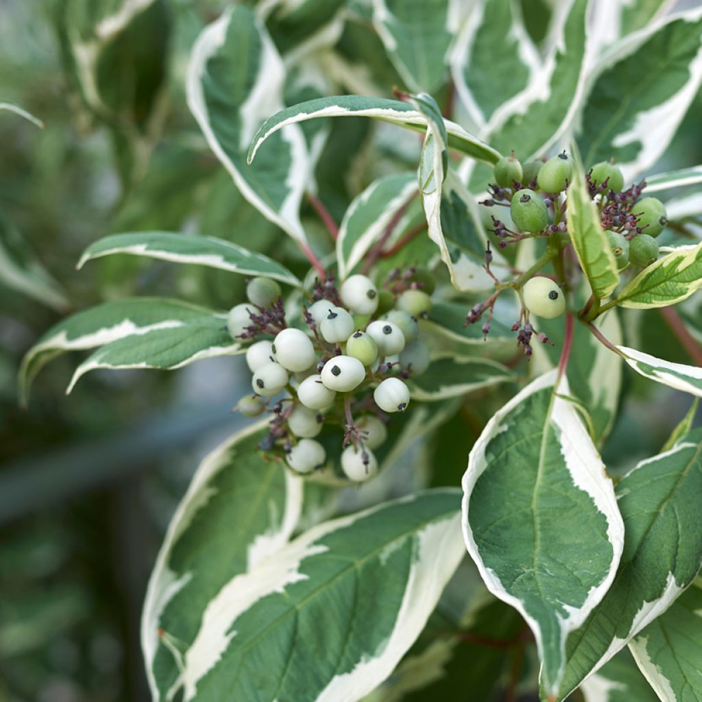 Cornus alba Elegantissima - Cornouiller blanc panaché