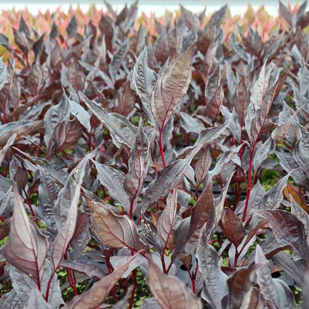 Cornus alba Nightfall - Cornouiller blanc