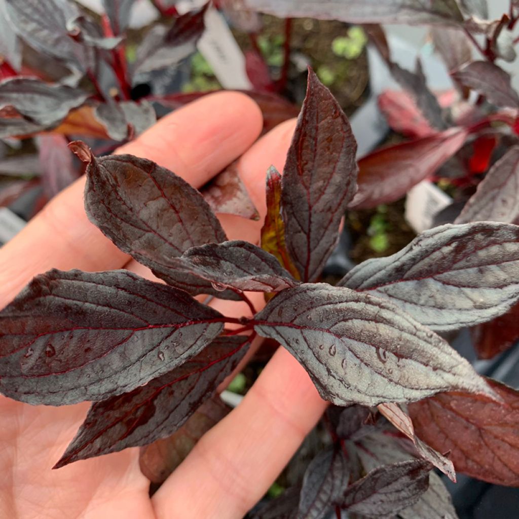 Cornus alba Nightfall - Cornouiller blanc