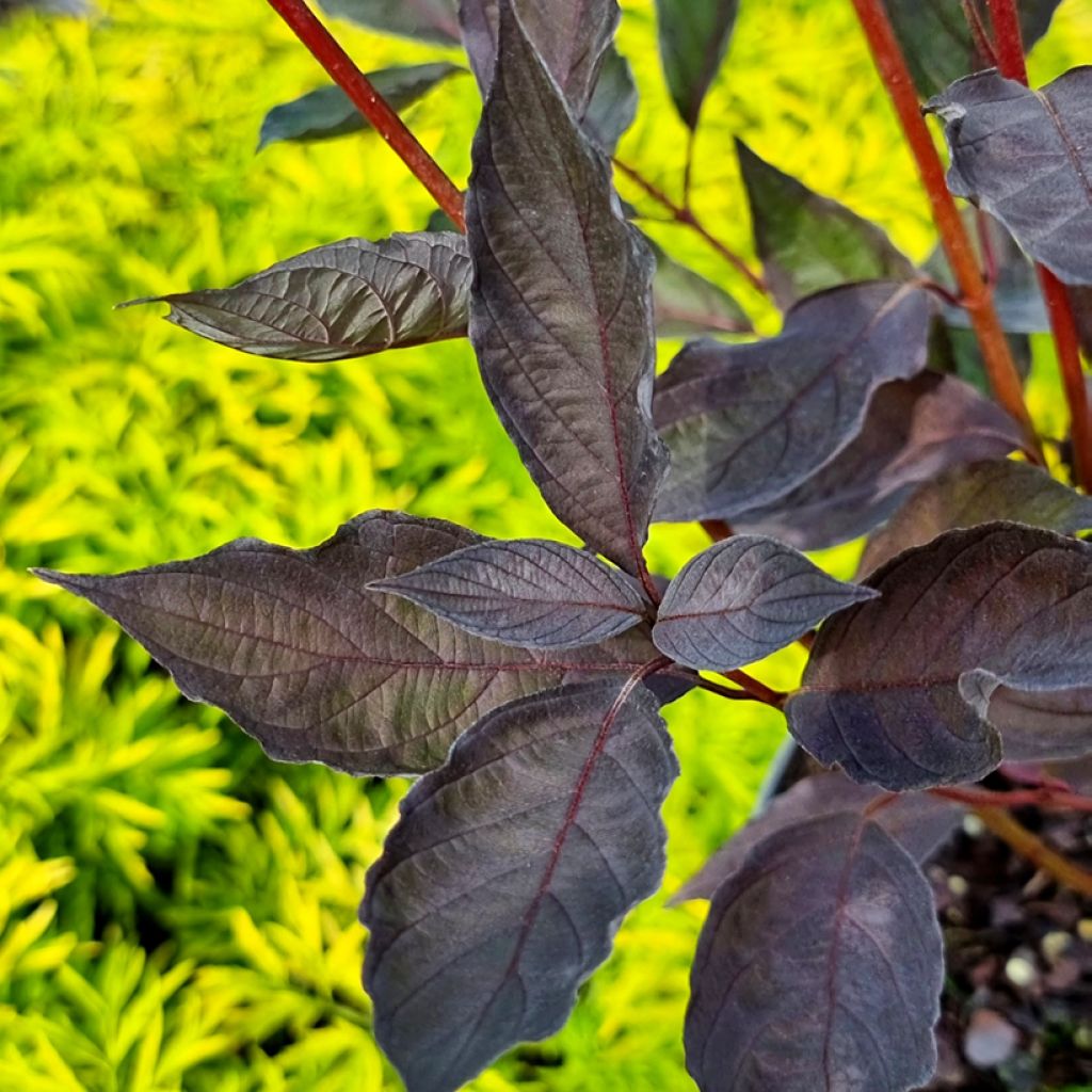 Cornus alba Nightfall - Cornouiller blanc