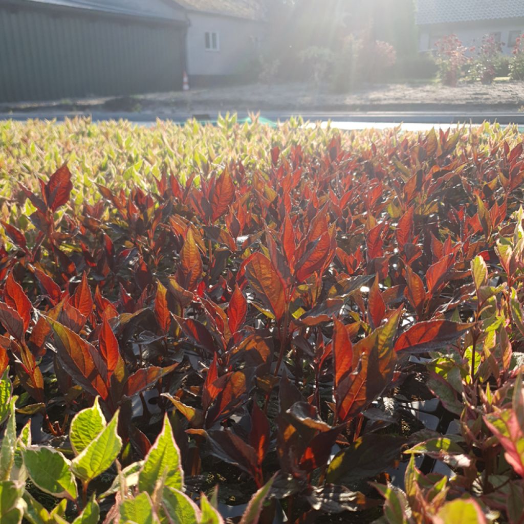 Cornus alba Nightfall - Cornouiller blanc