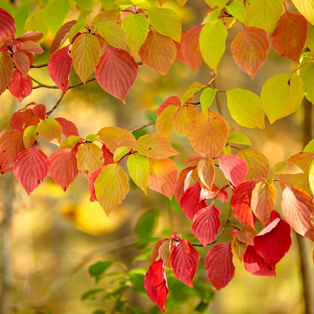 Cornus alternifolia - Cornouiller à feuilles alternes