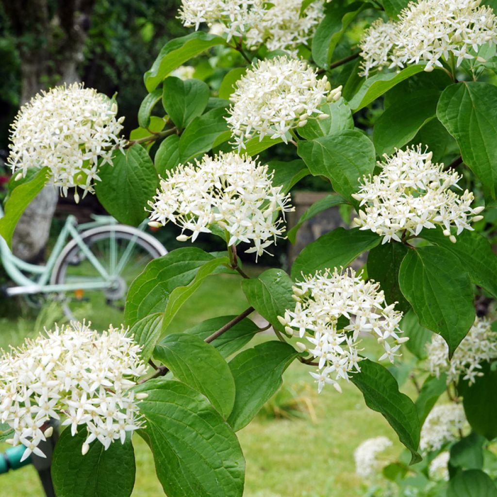Cornus alternifolia - Cornouiller à feuilles alternes