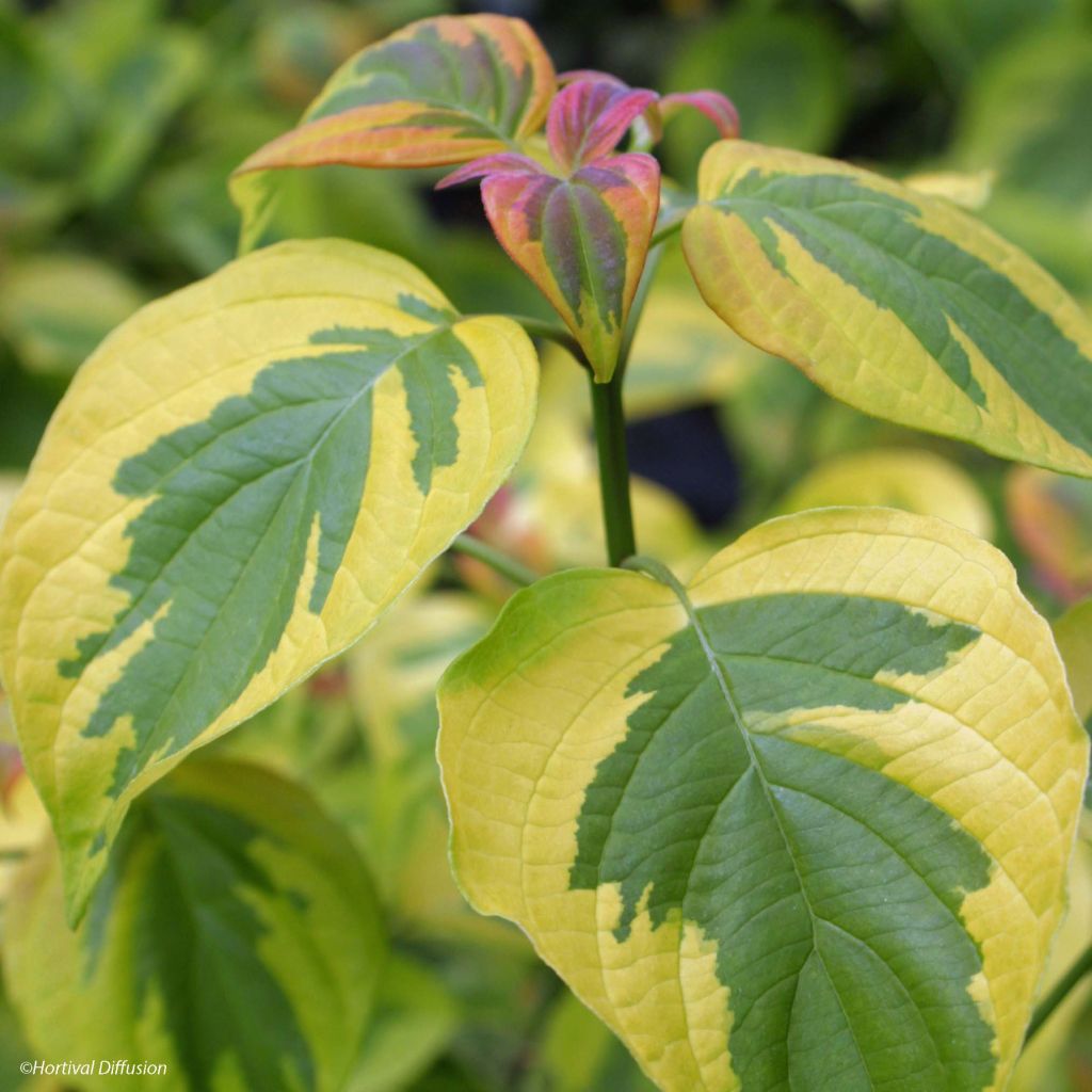 Cornus alternifolia Golden Shadows  - Cornouiller panaché de rose et d'or