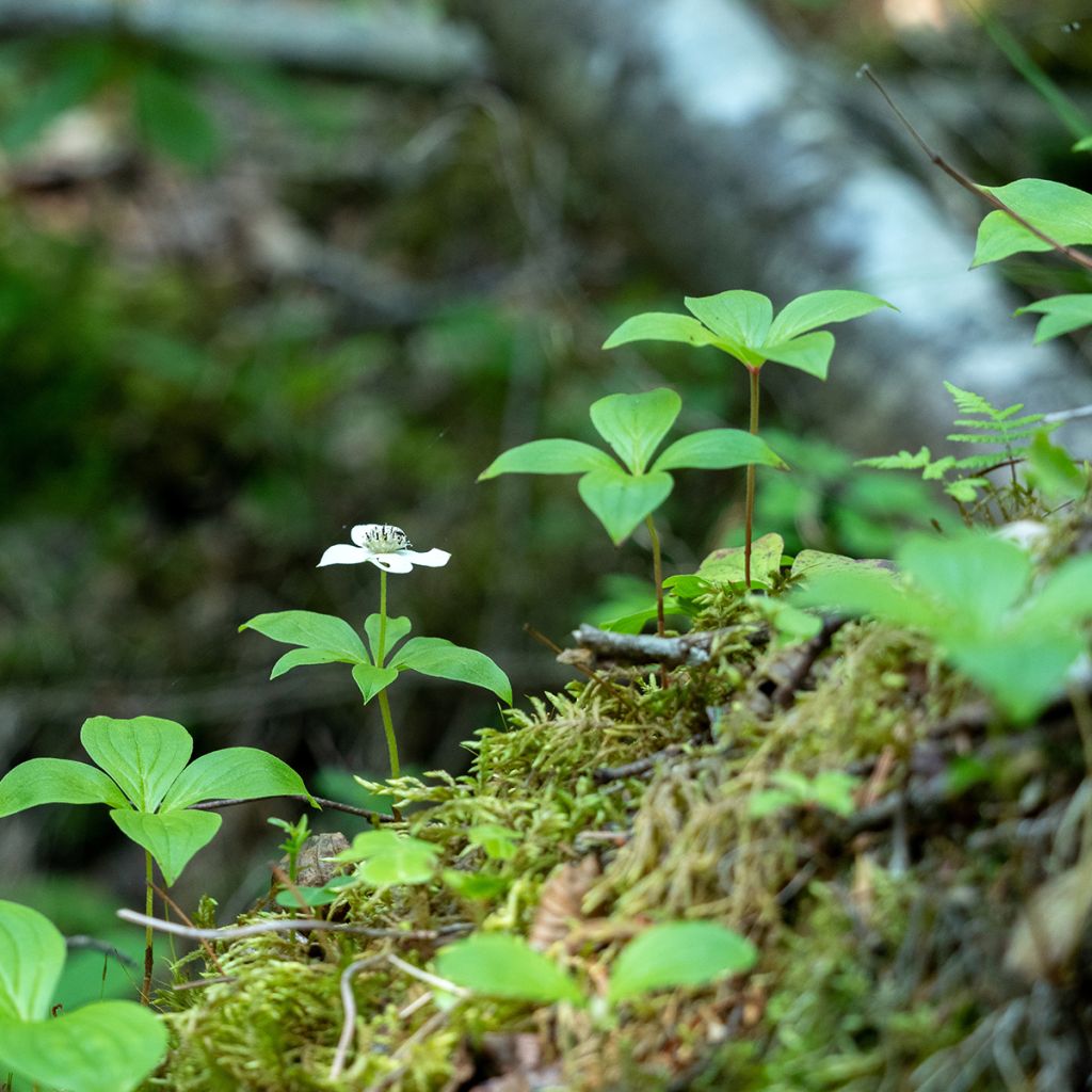 Cornouiller du Canada - Cornus canadensis