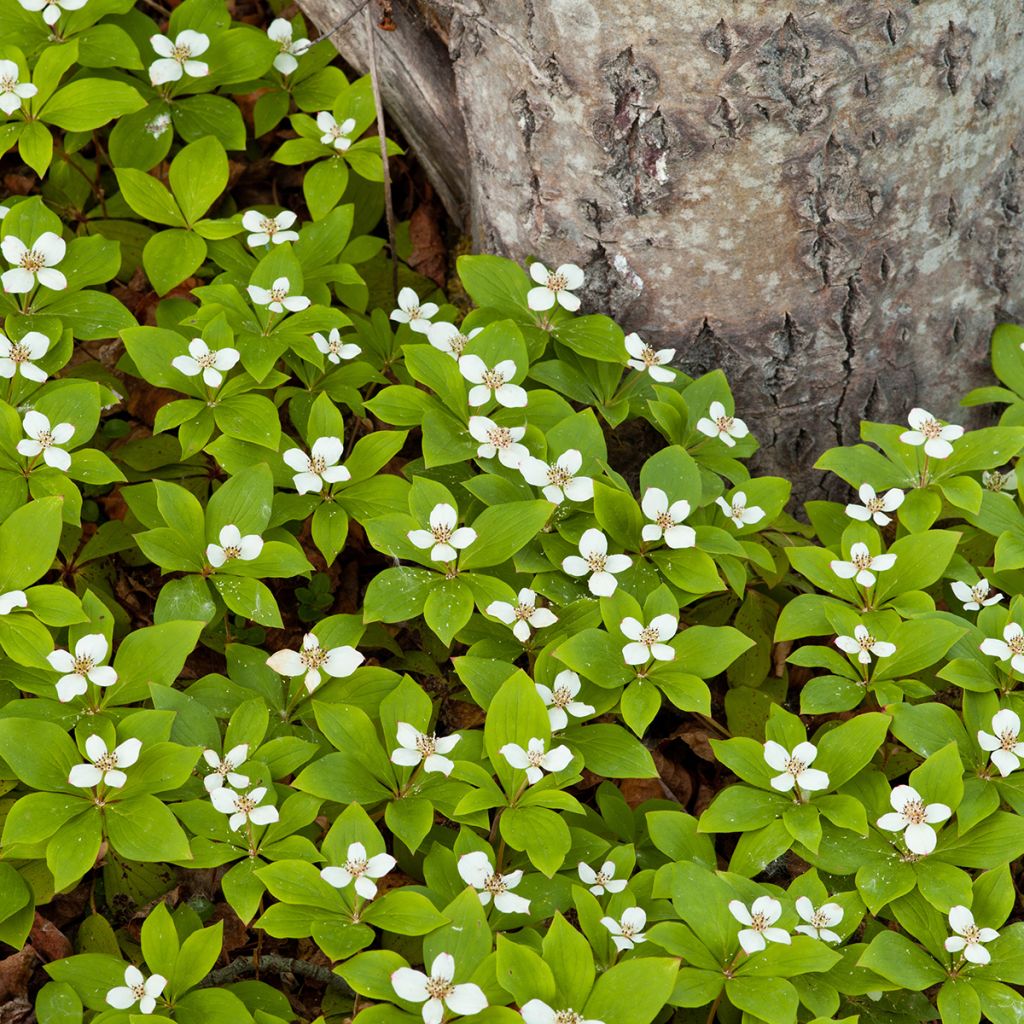 Cornouiller du Canada - Cornus canadensis