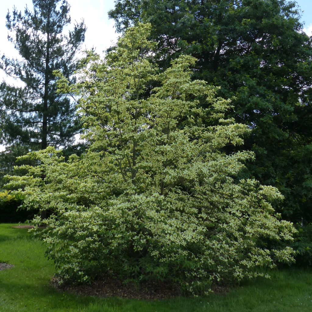 Cornus capitata - Cornouiller de l'Himalaya