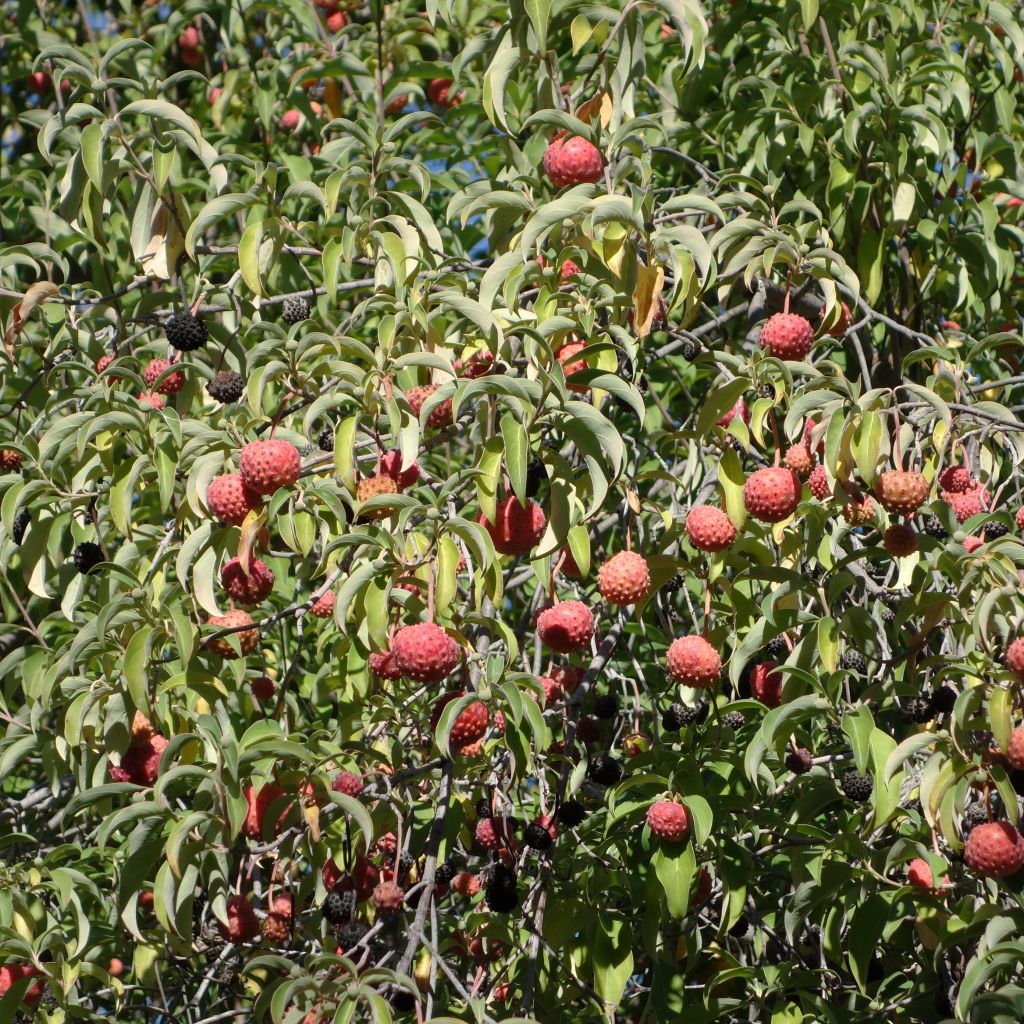 Cornus capitata - Cornouiller de l'Himalaya