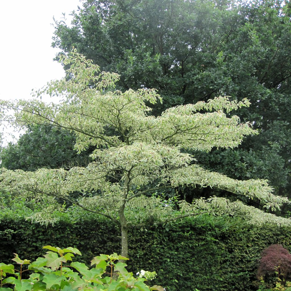 Cornus controversa Variegata - Cornouiller des Pagodes panaché