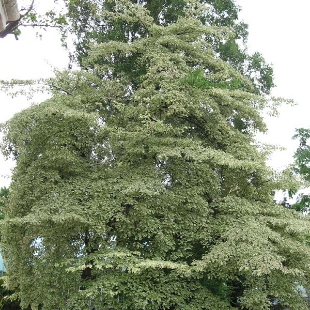 Cornus controversa Variegata - Cornouiller des Pagodes panaché