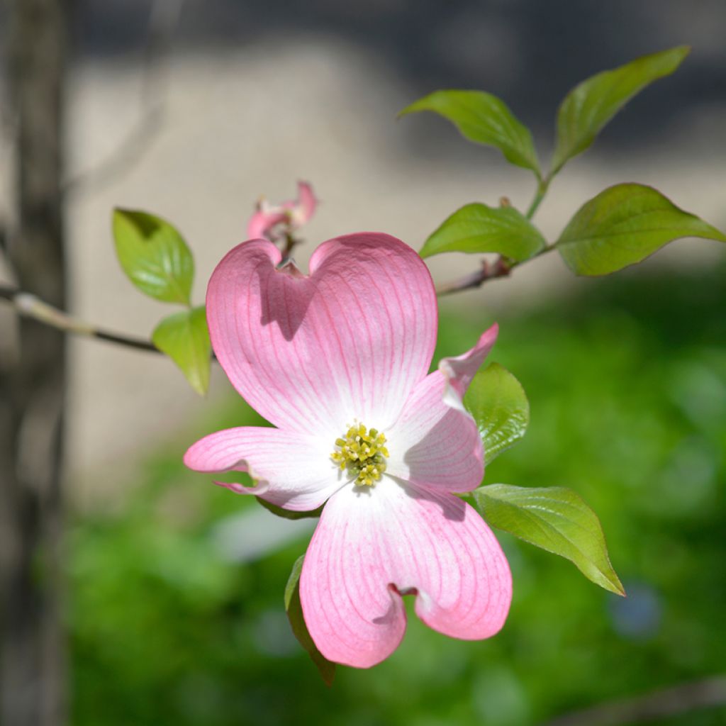 Cornus florida Cherokee Chief - Cornouiller d'Amerique