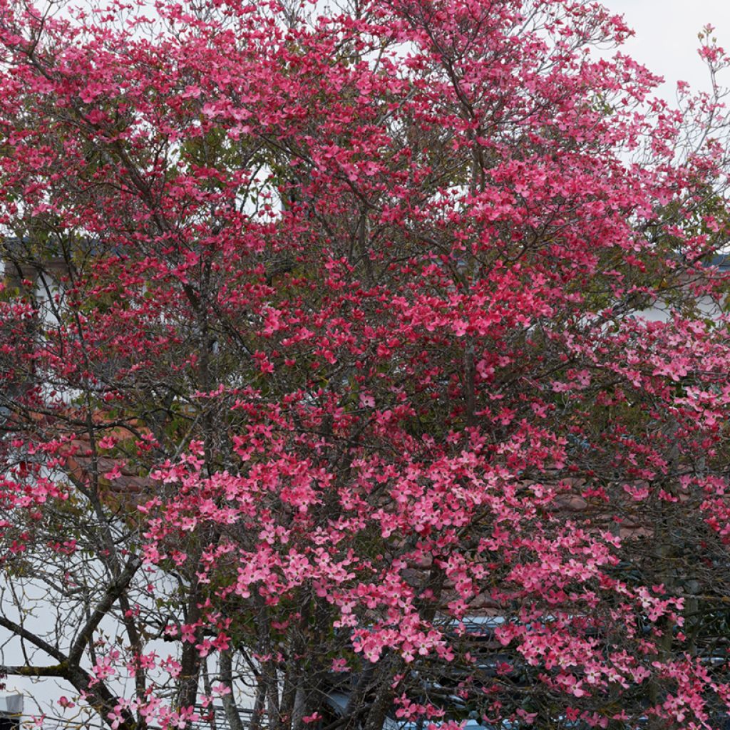 Cornus florida Cherokee Sunset - Cornouiller à fleurs
