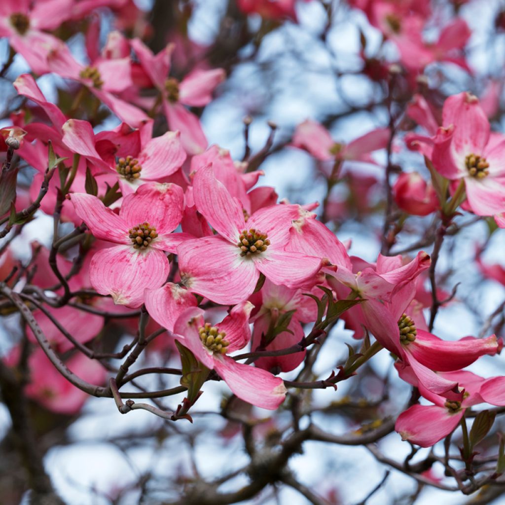 Cornus florida Cherokee Sunset - Cornouiller à fleurs