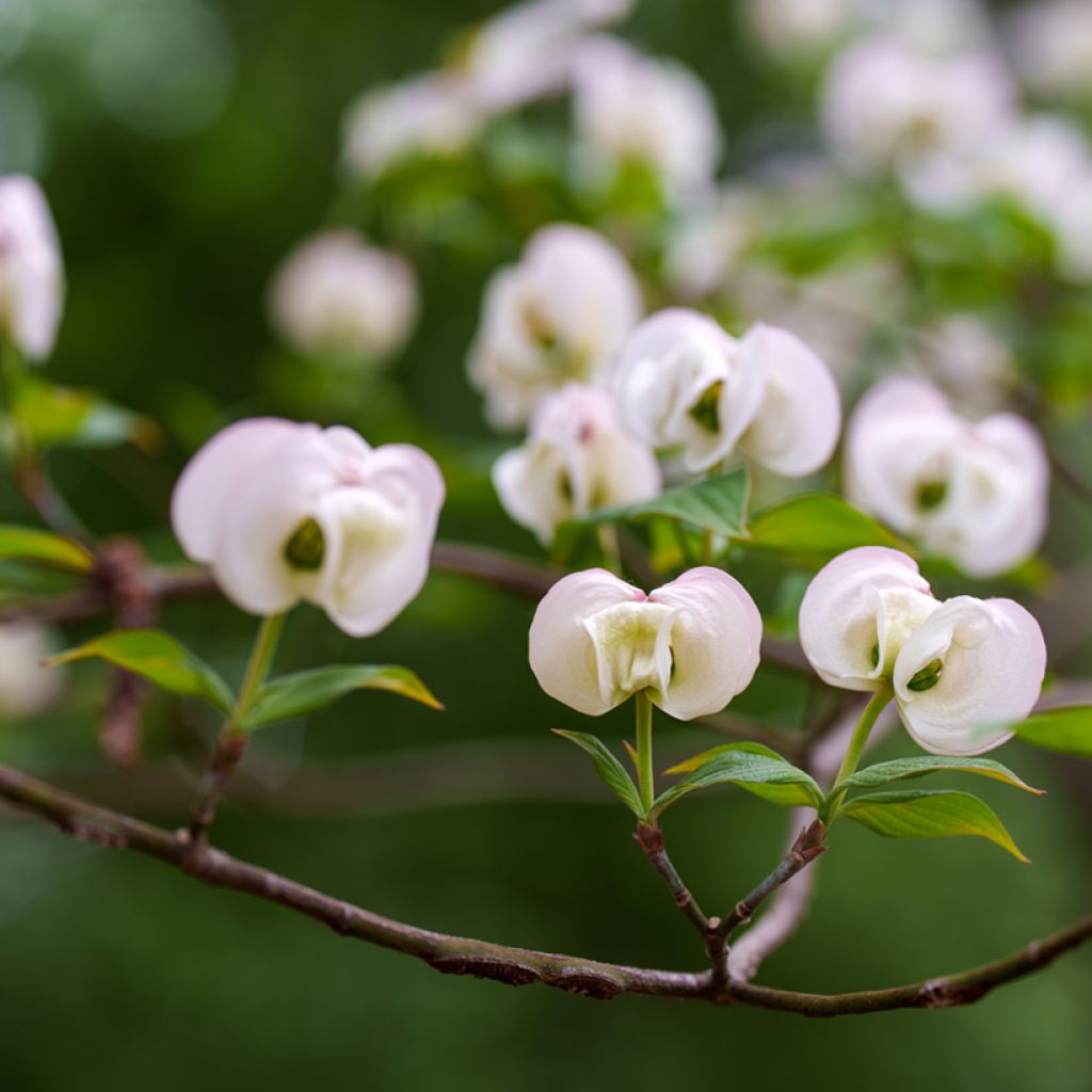 Cornus florida Cloud Nine - Cornouiller à fleurs d'Amérique.