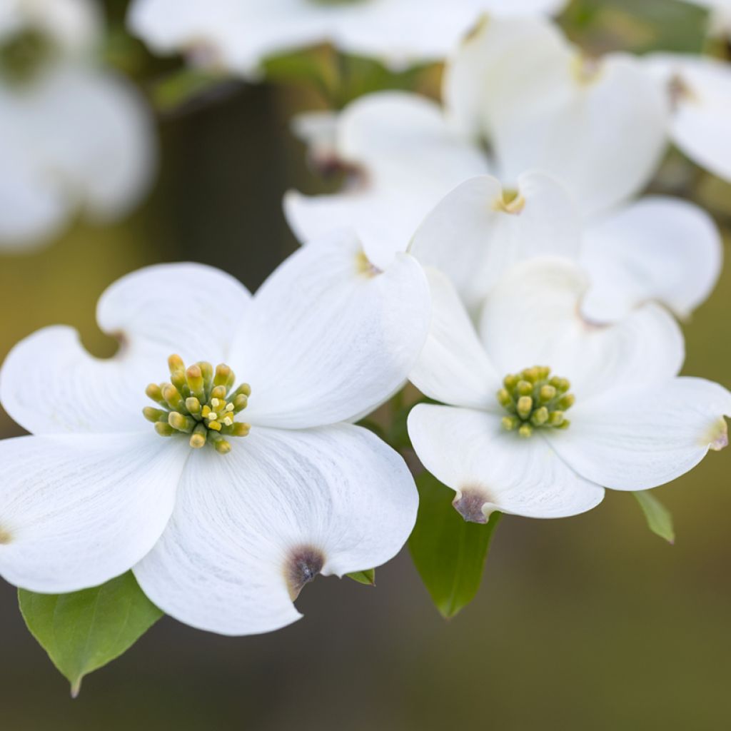 Cornus florida - Cornouiller à fleurs d'Amérique
