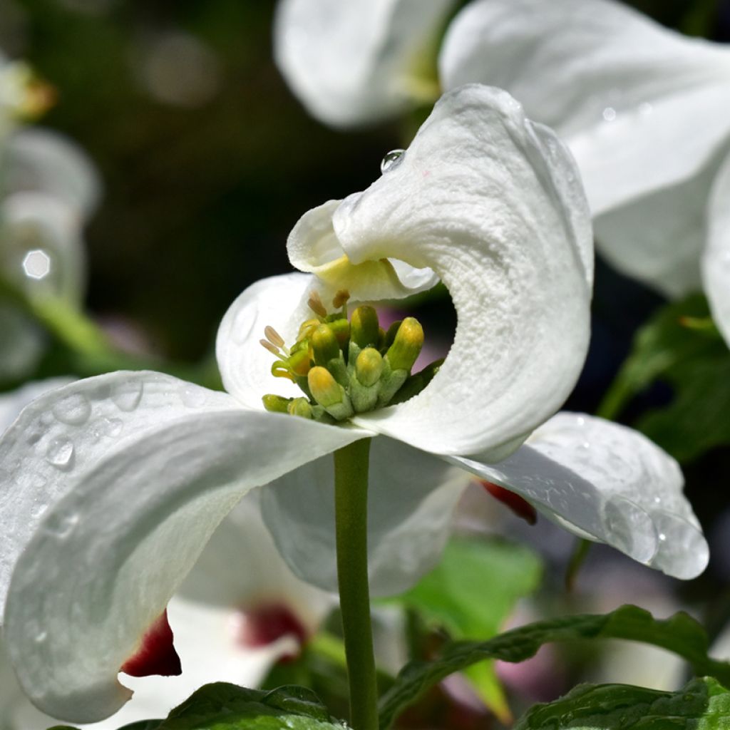 Cornus florida - Cornouiller à fleurs d'Amérique