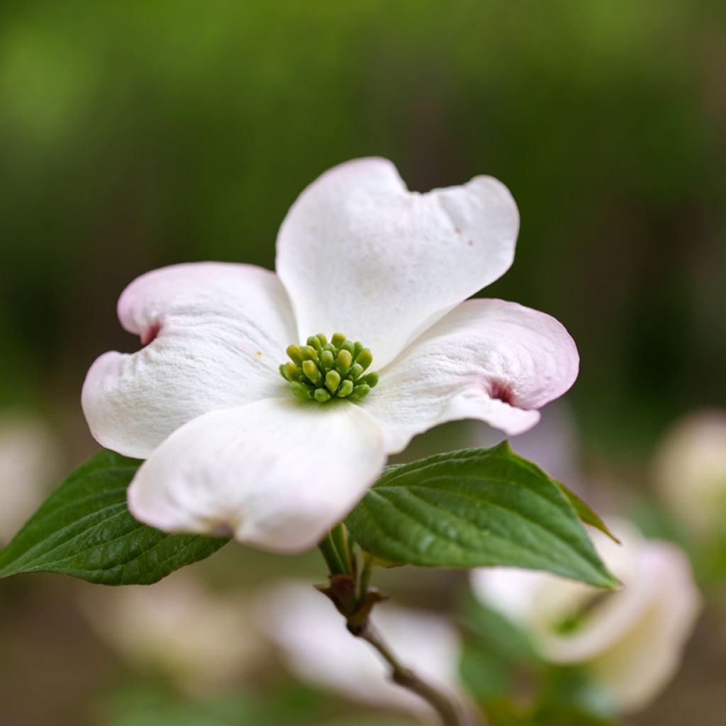 Cornus florida - Cornouiller à fleurs d'Amérique