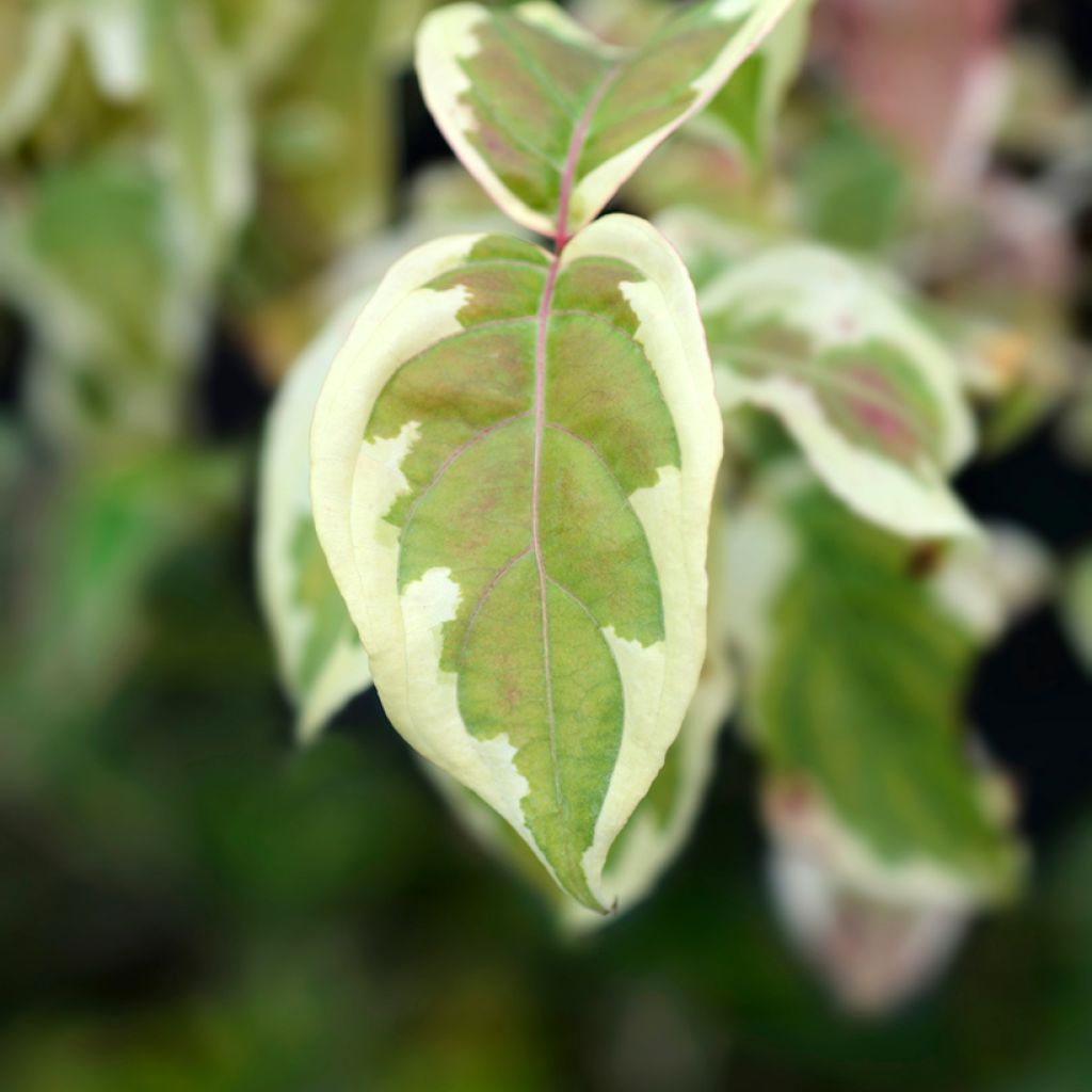 Cornus kousa Akatsuki - Cornouiller du Japon