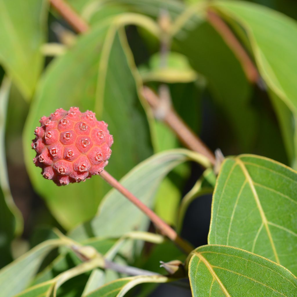 Cornus kousa Blue Shadow - Cornouiller du Japon