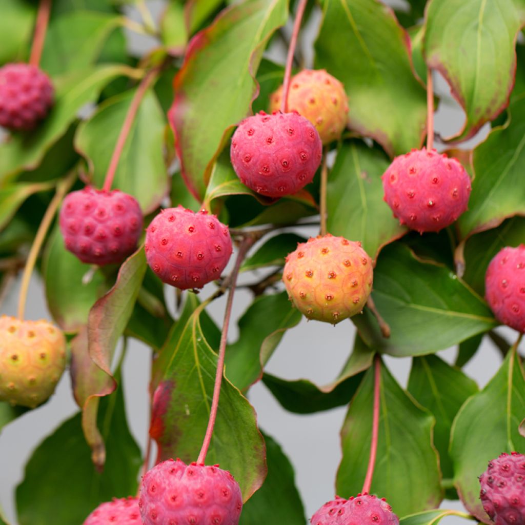 Cornus kousa China Girl - Cornouiller du Japon blanc