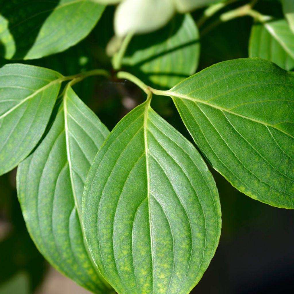 Cornus kousa China Girl - Cornouiller du Japon blanc