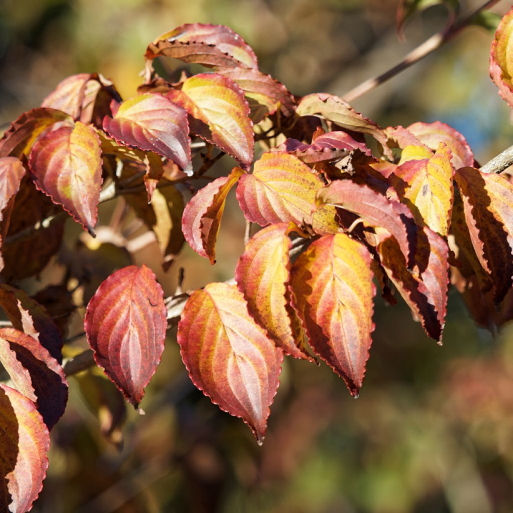 Cornus kousa China Girl - Cornouiller du Japon blanc