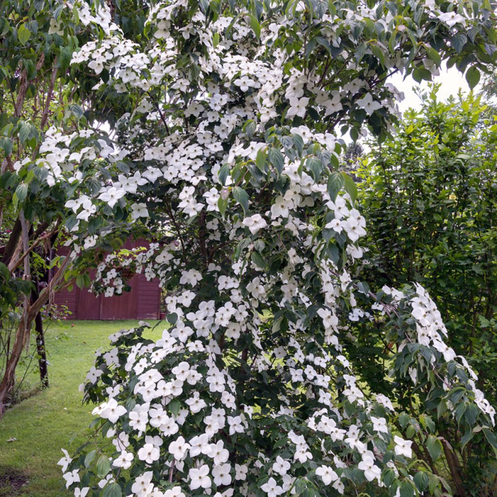 Cornus kousa Chinensis - Cornouiller de Chine