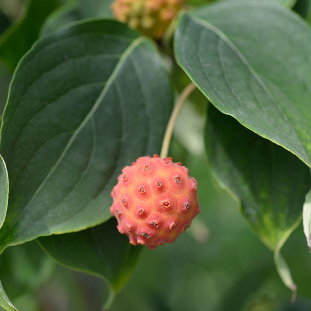 Cornus kousa Galilean - Cornouiller du Japon