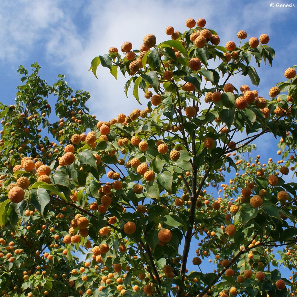 Cornus kousa Mandarin Jewel - Cornouiller du Japon