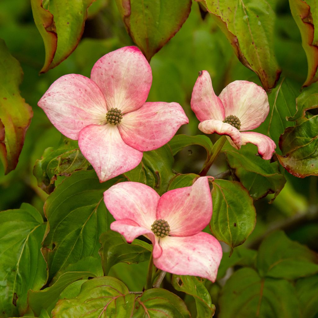 Cornus kousa Satomi - Cornouiller du Japon rose