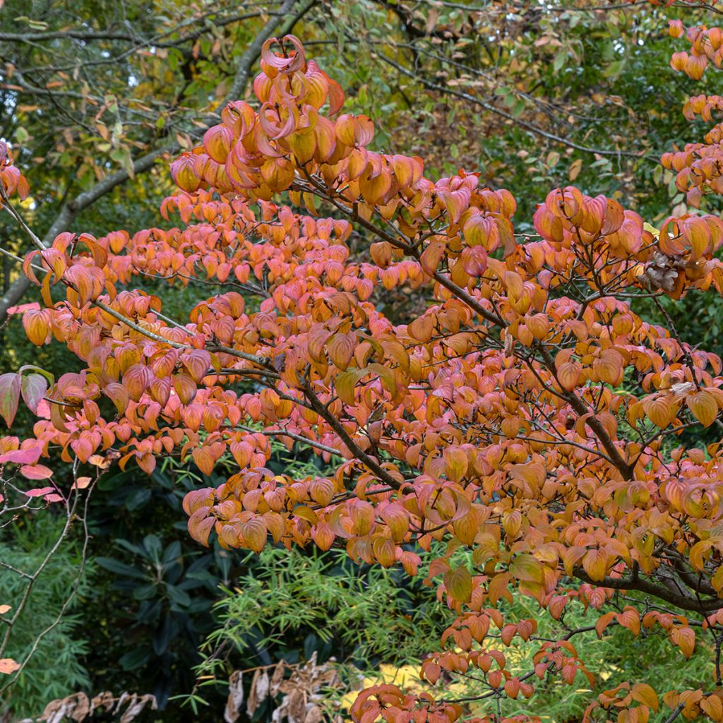 Cornus kousa Satomi - Cornouiller du Japon rose