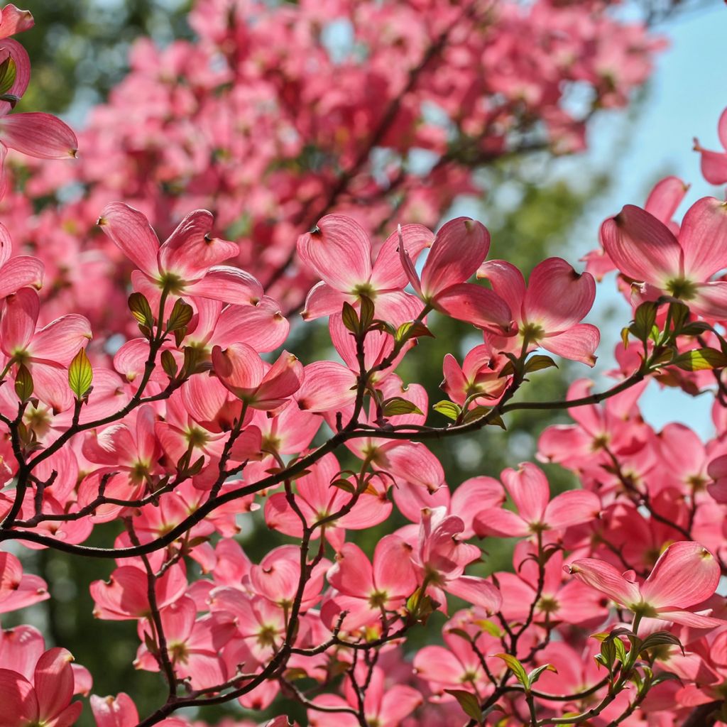 Cornus kousa Satomi - Cornouiller du Japon rose