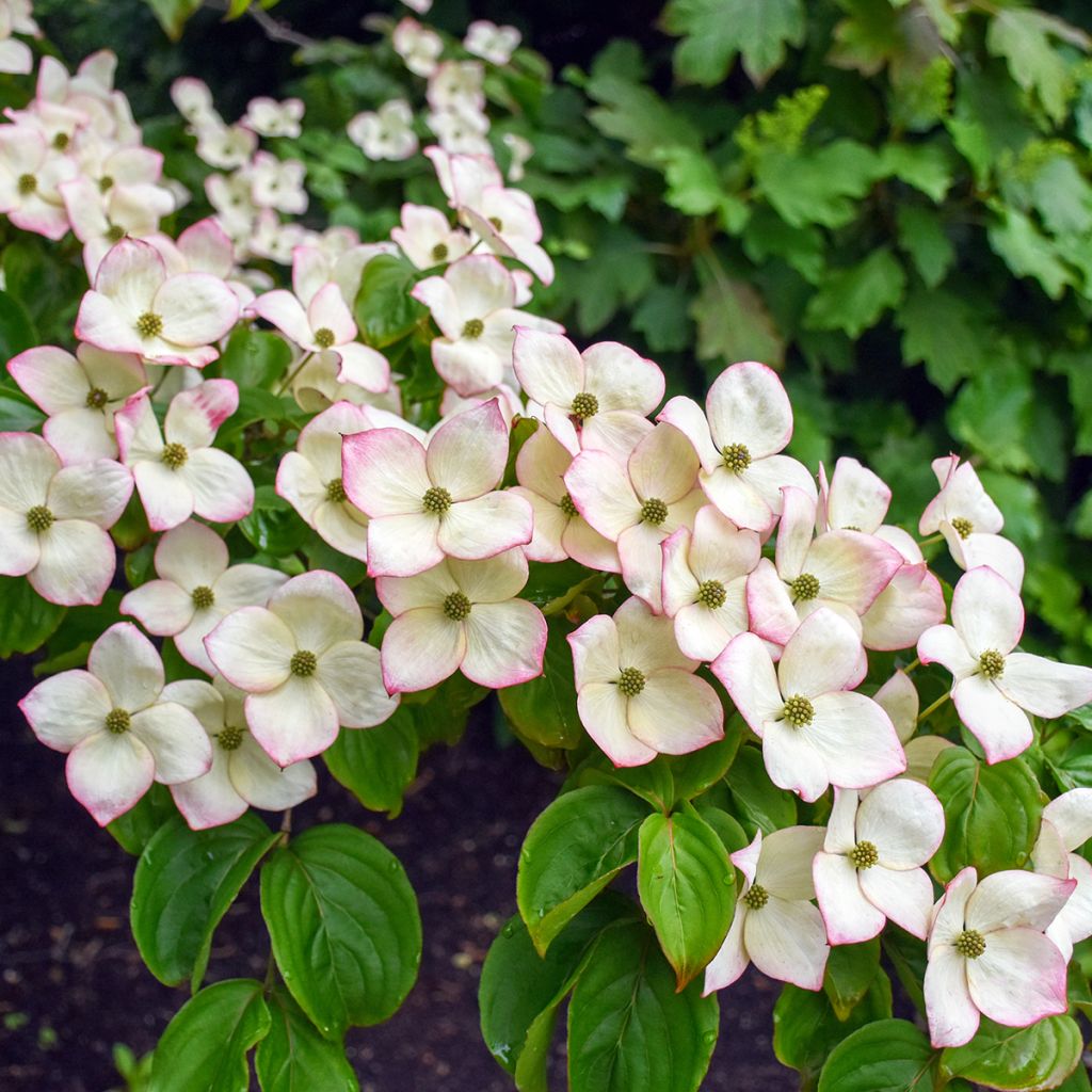 Cornus kousa Satomi - Cornouiller du Japon rose