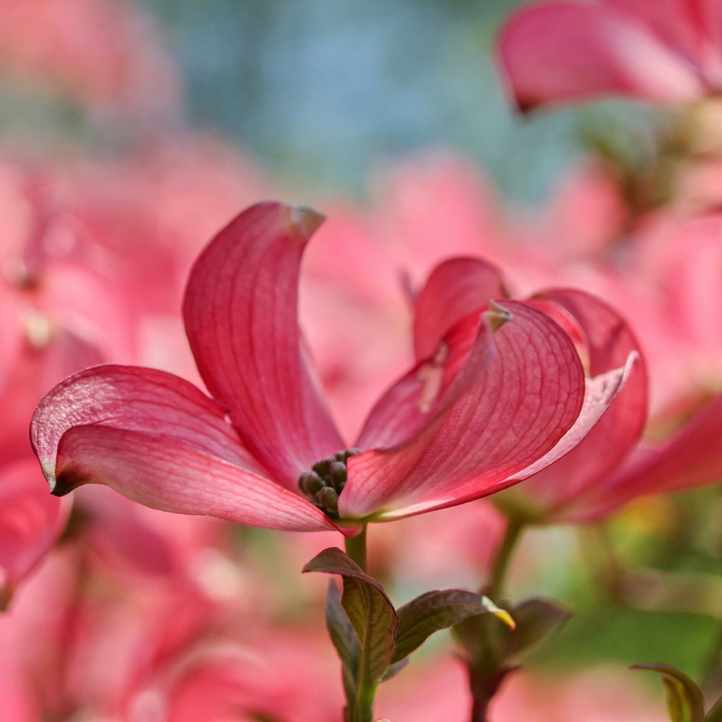 Cornus kousa Satomi - Cornouiller du Japon rose