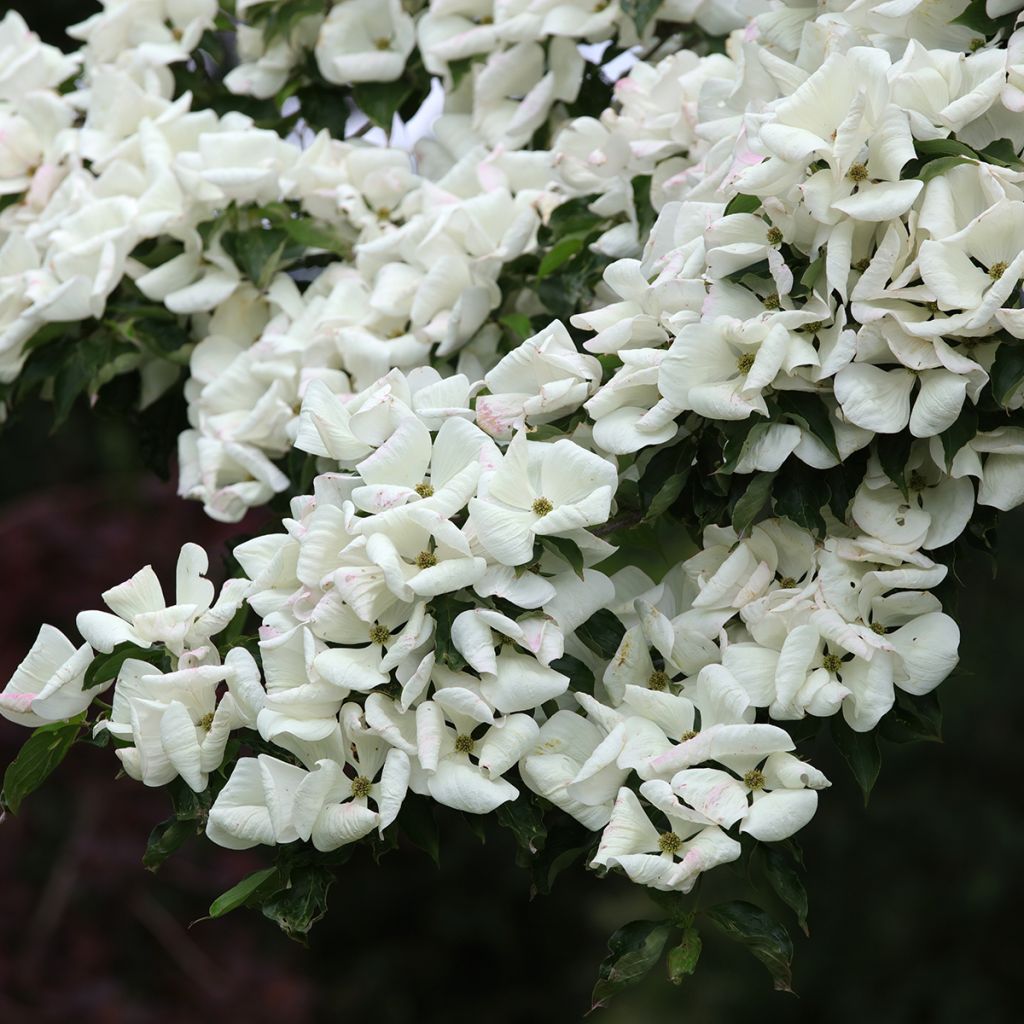 Cornus kousa Venus - Cornouiller du Japon blanc